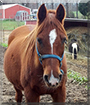 Missy the Arabian Horse