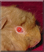 Abby the Guinea Pig