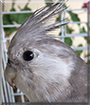 Skye the White-faced Cockatiel