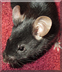 Mashka the Fancy Mouse