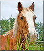 Hobbit the Clydesdale cross pony