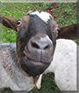 Emily the Goat