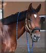 Earl the Zweibrücker Horse