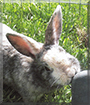 Flecki the Rabbit