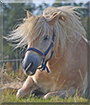 Jacco the Icelandic Horse