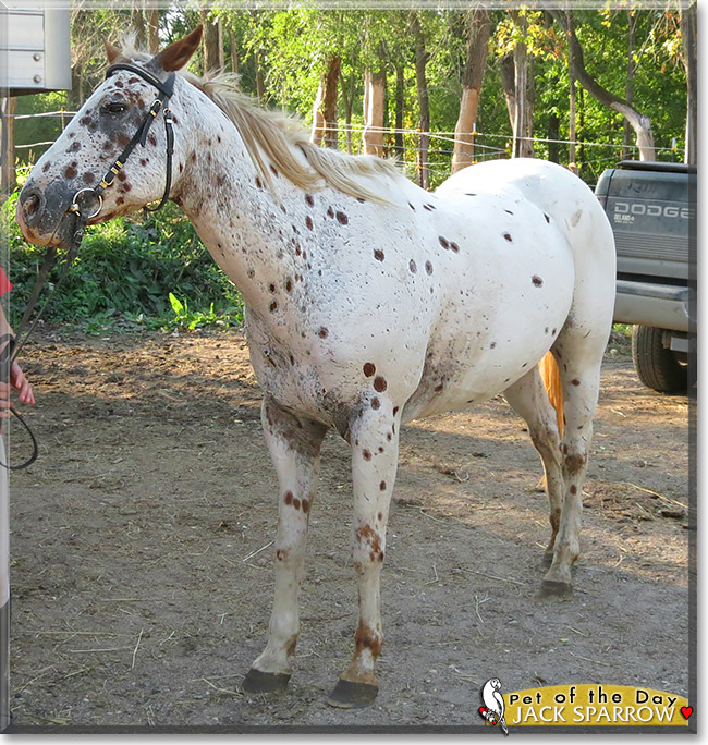 Jack the Appaloosa Horse, the Pet of the Day Jack the Appaloosa Horse, the Pet of the Day