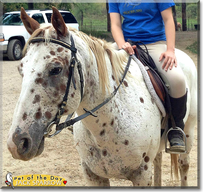 Jack the Appaloosa Horse, the Pet of the Day Jack the Appaloosa Horse, the Pet of the Day