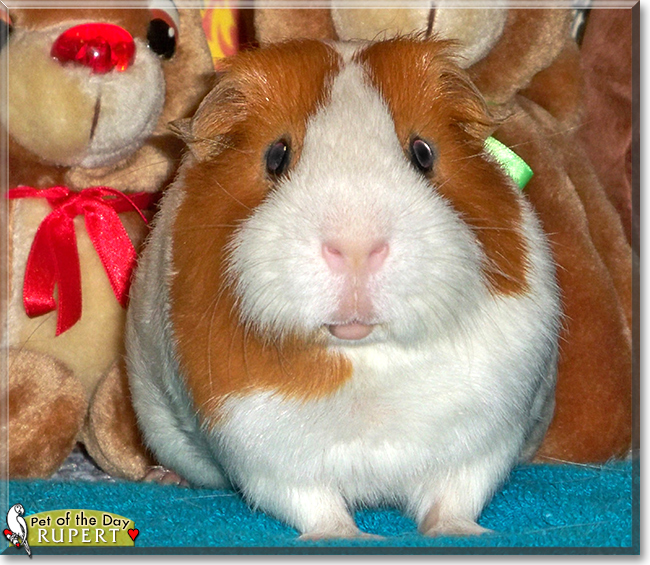 Rupert the Short-Hair Guinea Pig (Cavy), the Pet of the Day