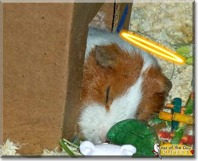 Rupert the Short-Hair Guinea Pig (Cavy), the Pet of the Day