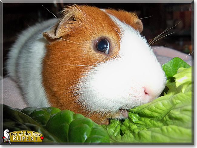 Rupert the Short-Hair Guinea Pig (Cavy), the Pet of the Day