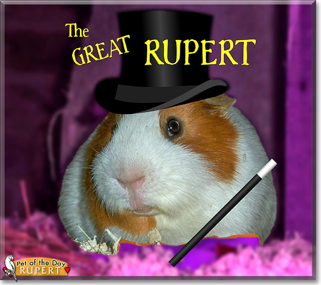 Rupert the Short-Hair Guinea Pig (Cavy), the Pet of the Day