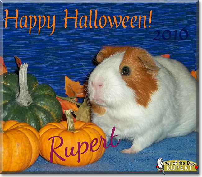 Rupert the Short-Hair Guinea Pig (Cavy), the Pet of the Day