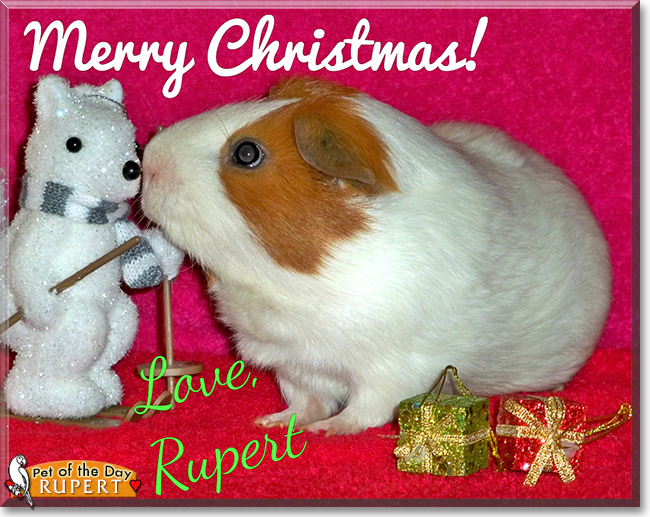 Rupert the Short-Hair Guinea Pig (Cavy), the Pet of the Day