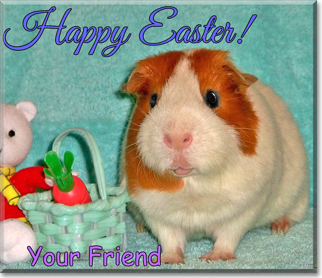 Rupert the Short-Hair Guinea Pig (Cavy), the Pet of the Day