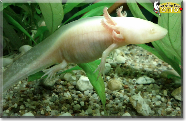 Otto the Axolotl, the Pet of the Day