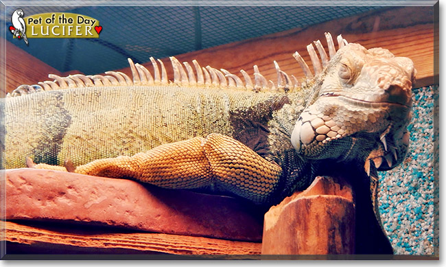 Lucifer, the Pet of the Day