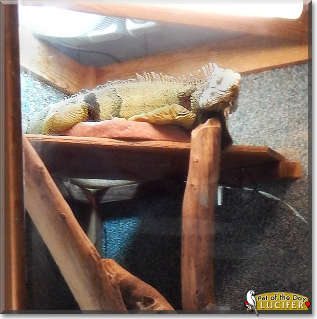 Lucifer, the Pet of the Day