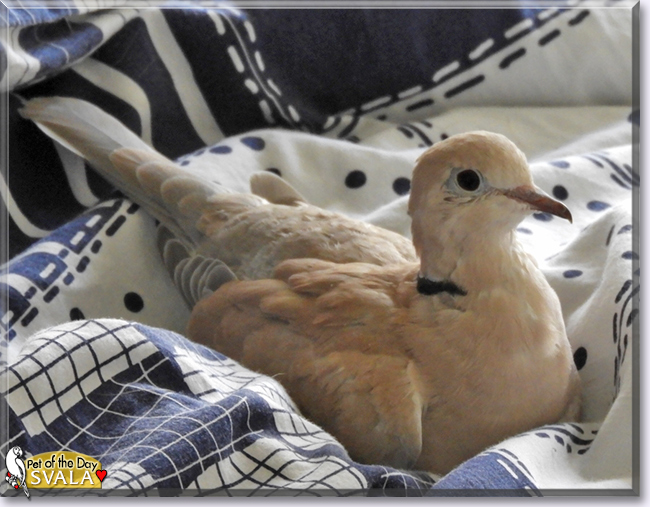 Svala the Ringneck Dove, the Pet of the Day