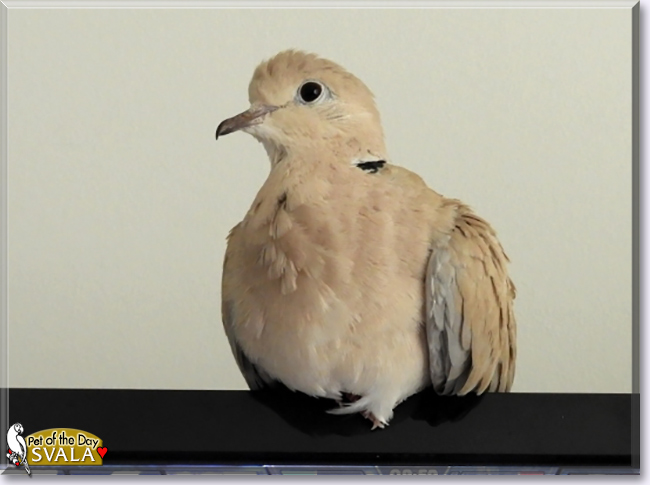 Svala the Ringneck Dove, the Pet of the Day
