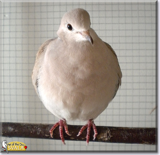 Svala the Ringneck Dove, the Pet of the Day