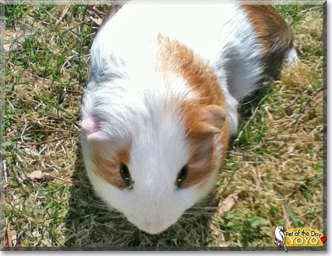 Yoyo the Guinea Pig, the Pet of the Day Yoyo the Guinea Pig, the Pet of the Day