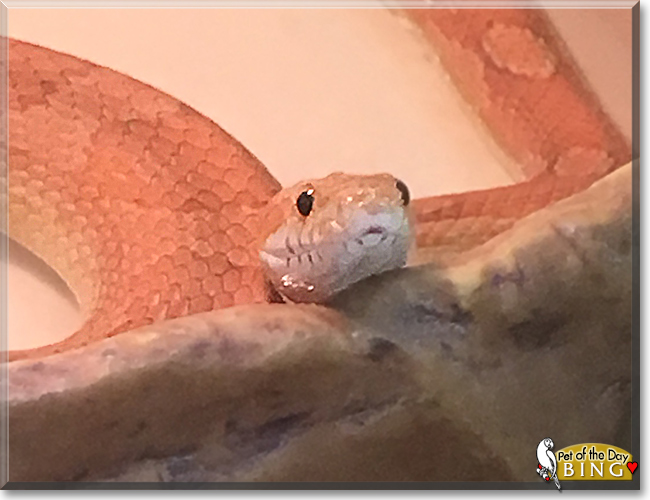 Bing the California Corn Snake, the Pet of the Day