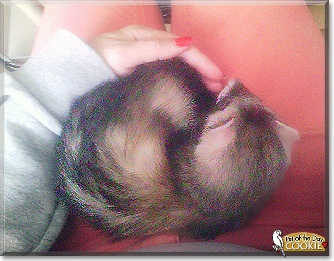 Cookie the Sable Ferret, the Pet of the Day