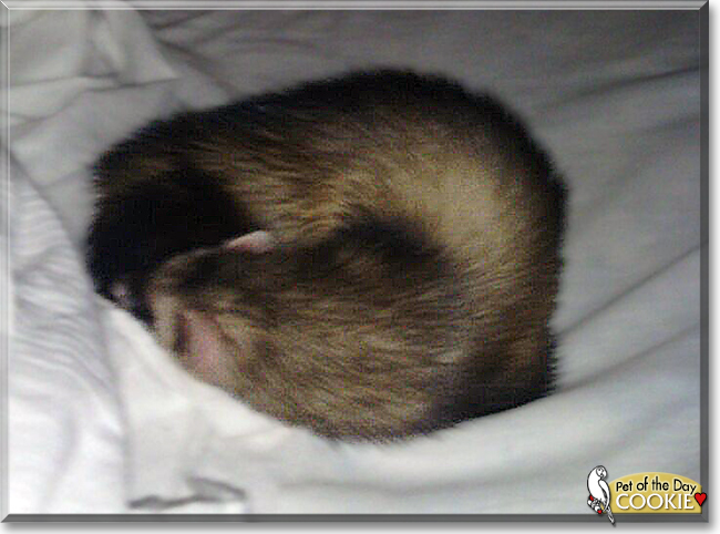 Cookie the Sable Ferret, the Pet of the Day