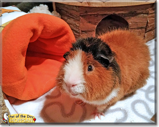 Hoppsan the Guinea Pig, the Pet of the Day Hoppsan the Guinea Pig, the Pet of the Day