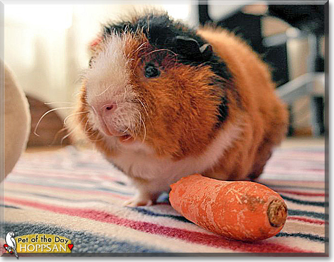 Hoppsan the Guinea Pig, the Pet of the Day Hoppsan the Guinea Pig, the Pet of the Day