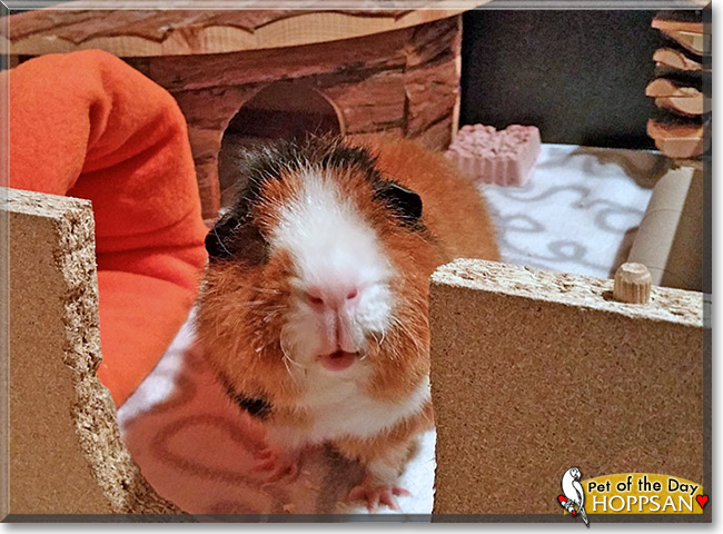 Hoppsan the Guinea Pig, the Pet of the Day Hoppsan the Guinea Pig, the Pet of the Day