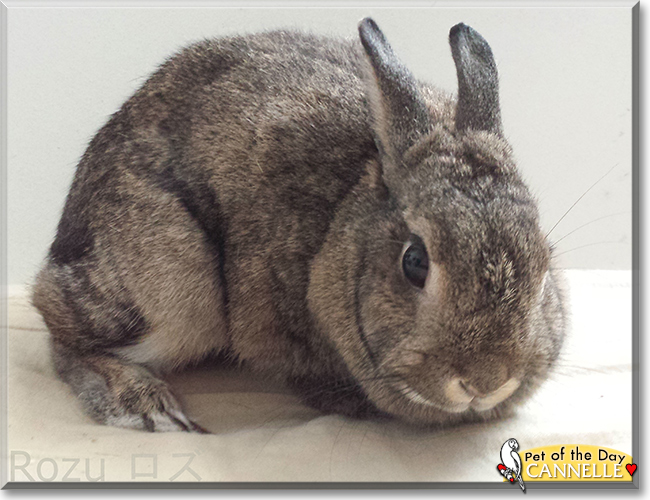 Cannelle the Dutch Rabbit, the Pet of the Day Cannelle the Dutch Rabbit, the Pet of the Day