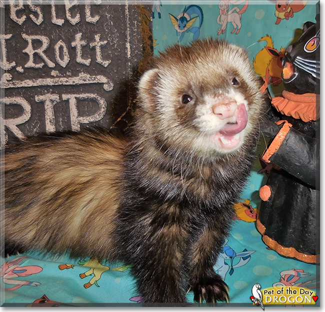 Drogo the Ferret, the Pet of the Day Drogo the Ferret, the Pet of the Day