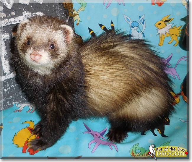 Drogo the Ferret, the Pet of the Day Drogo the Ferret, the Pet of the Day