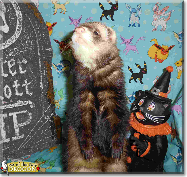 Drogo the Ferret, the Pet of the Day Drogo the Ferret, the Pet of the Day
