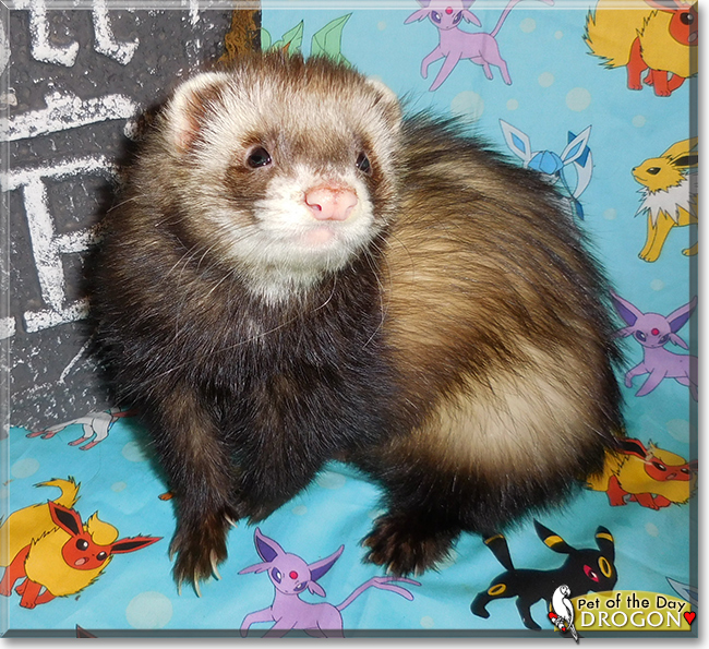 Drogo the Ferret, the Pet of the Day Drogo the Ferret, the Pet of the Day