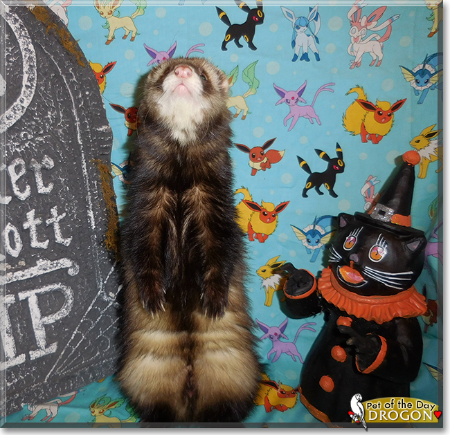Drogo the Ferret, the Pet of the Day Drogo the Ferret, the Pet of the Day