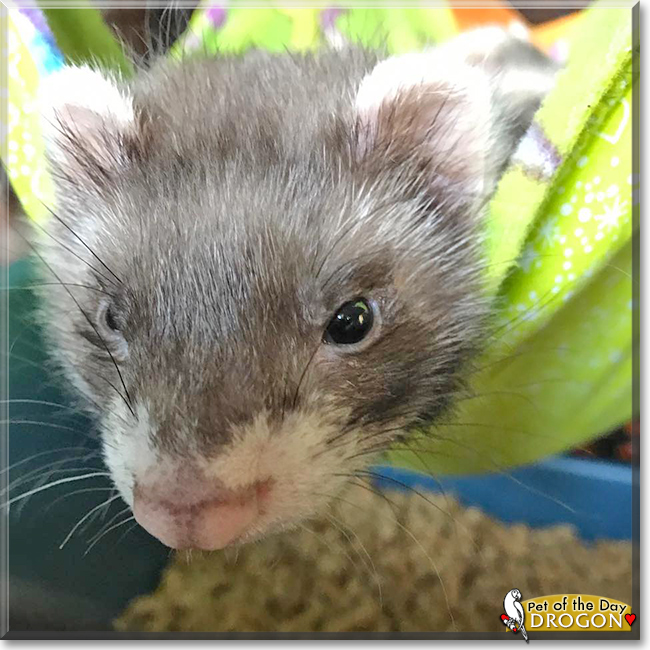 Drogo the Ferret, the Pet of the Day Drogo the Ferret, the Pet of the Day