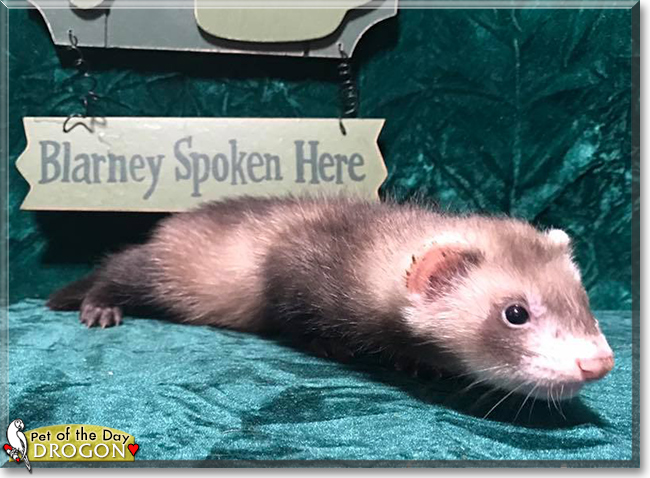 Drogo the Ferret, the Pet of the Day Drogo the Ferret, the Pet of the Day