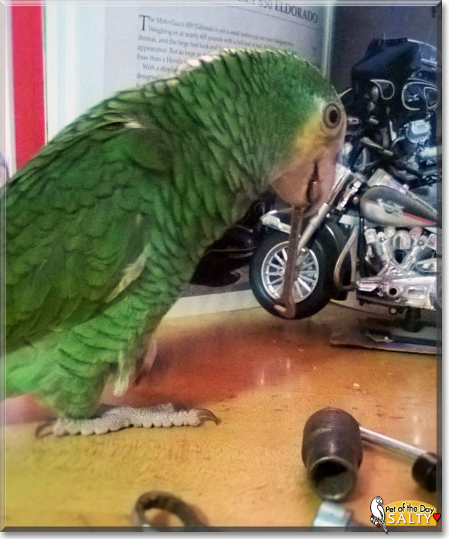 Salty the Yellow Shoulder Amazon Parrot, the Pet of the Day Salty the Yellow Shoulder Amazon Parrot, the Pet of the Day