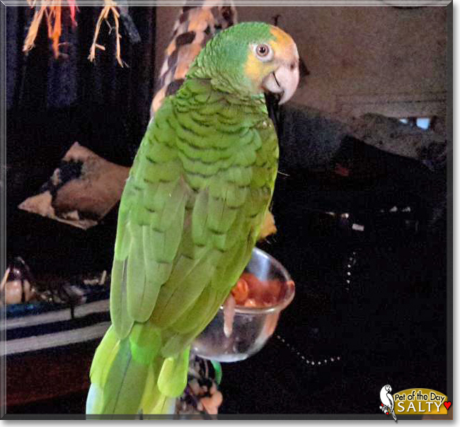Salty the Yellow Shoulder Amazon Parrot, the Pet of the Day Salty the Yellow Shoulder Amazon Parrot, the Pet of the Day