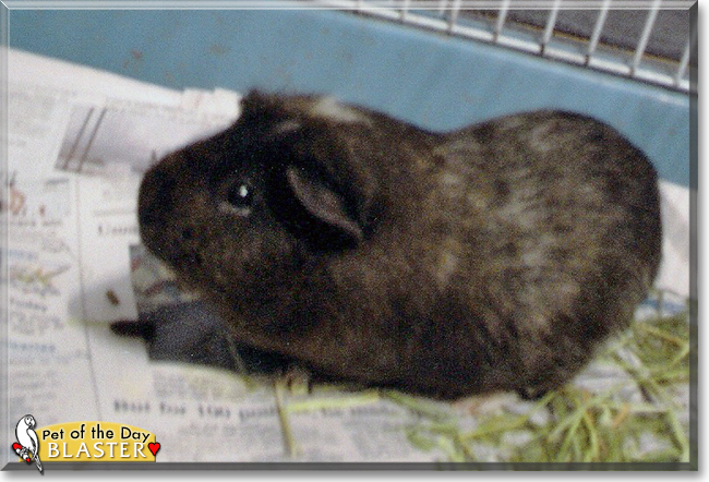 Blaster the Guinea Pig, the Pet of the Day