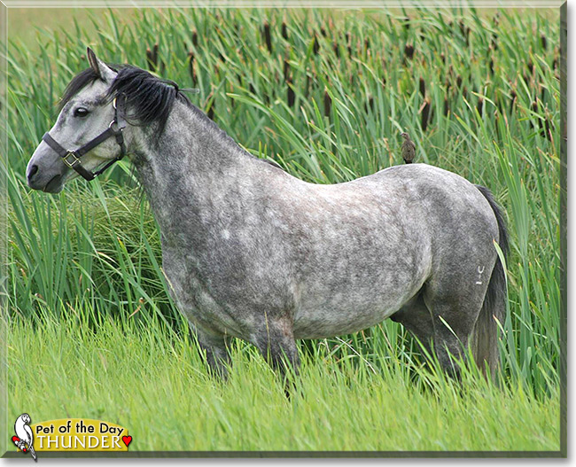 Thunder the Welsh Mountain Pony, the Pet of the Day