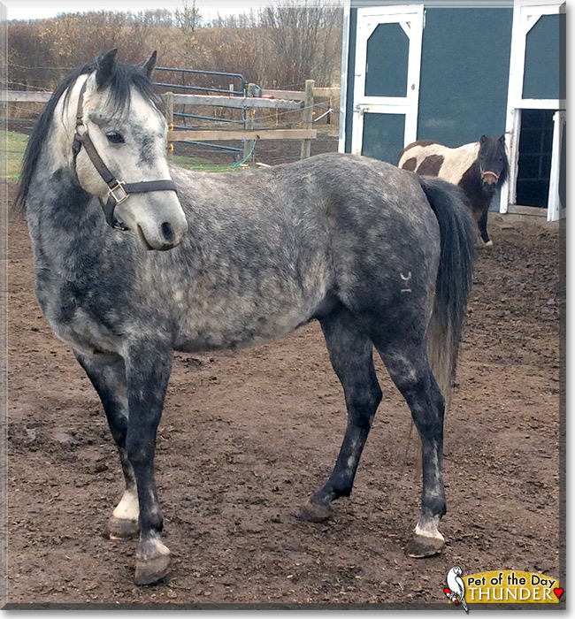Thunder the Welsh Mountain Pony, the Pet of the Day
