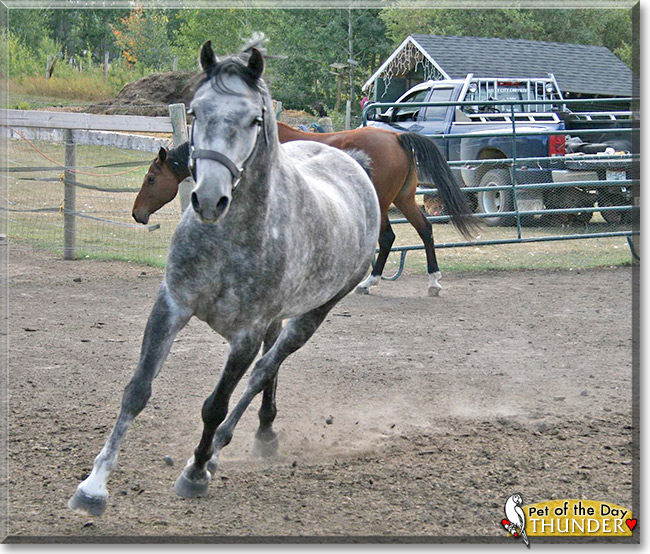 Thunder the Welsh Mountain Pony, the Pet of the Day