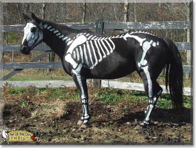 Eclipse the Thoroughbred Horse, the Pet of the Day