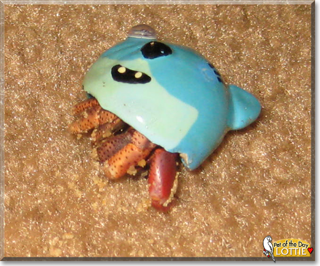 Lottie the Hermit Crab, the Pet of the Day