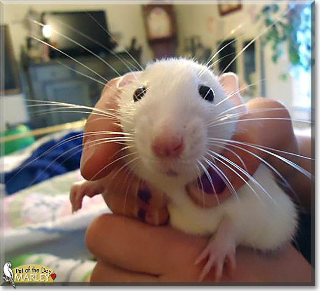 Marley the Dumbo Rat, the Pet of the Day