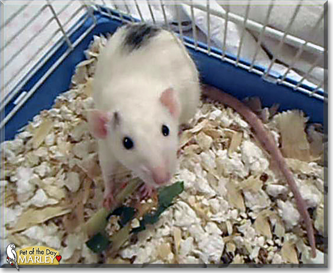 Marley the Dumbo Rat, the Pet of the Day