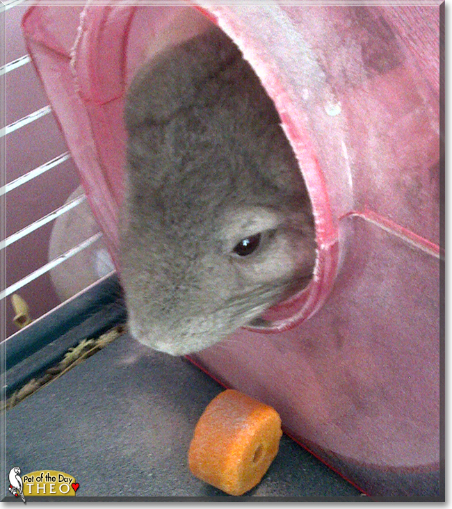 Theo the Chinchilla, the Pet of the Day